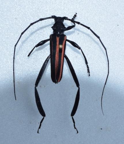 Callichroma auricomum
